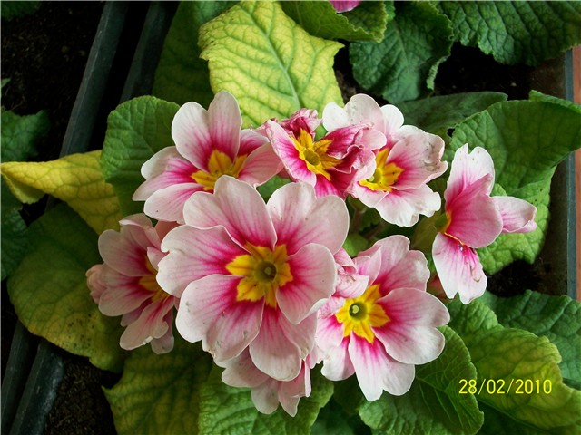 jaglac - lat. primula vulgaris 